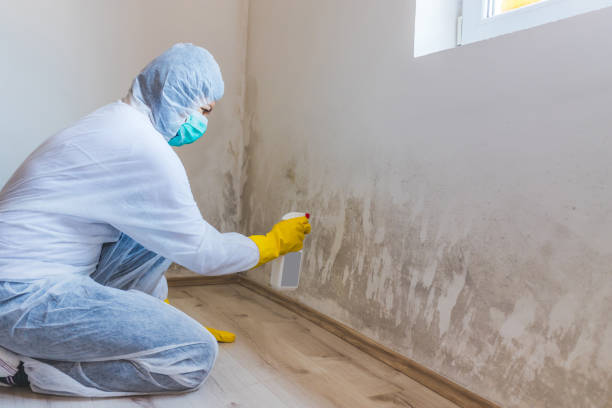 Licensed Mold Remediation service in Jacksonville, NC - WQB Mold Removal